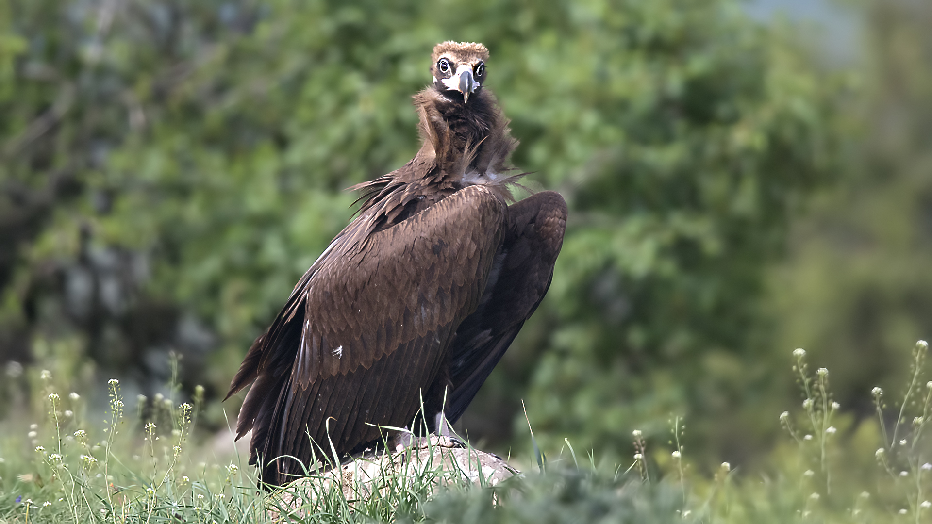 Cinereous Vulture